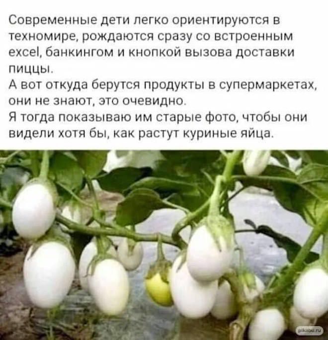Современные дети легко ориентируются в техномире, рождаются сразу со встроенным excel, банкингом и кнопкой вызова доставки пищи. А вот откуда берутся продукты в супермаркетах, они не знают, это очевидно. Я тогда показываю им старые фото, чтобы они видели хотя бы, как растут куриные яйца.