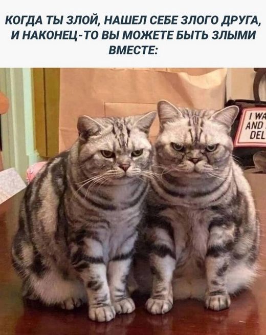 КОГДА ТЫ ЗЛОЙ, НАШЕЛ СЕБЕ ЗЛОГО ДРУГА, И НАКОНЕЦ-ТО ВЫ МОЖЕТЕ БЫТЬ ЗЛЫМИ ВМЕСТЕ: