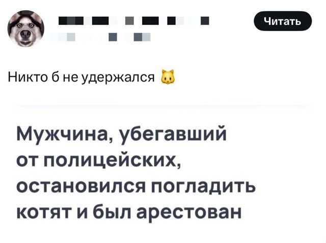 Мужчина, убегавший от полицейских, остановился погладить котят и был арестован