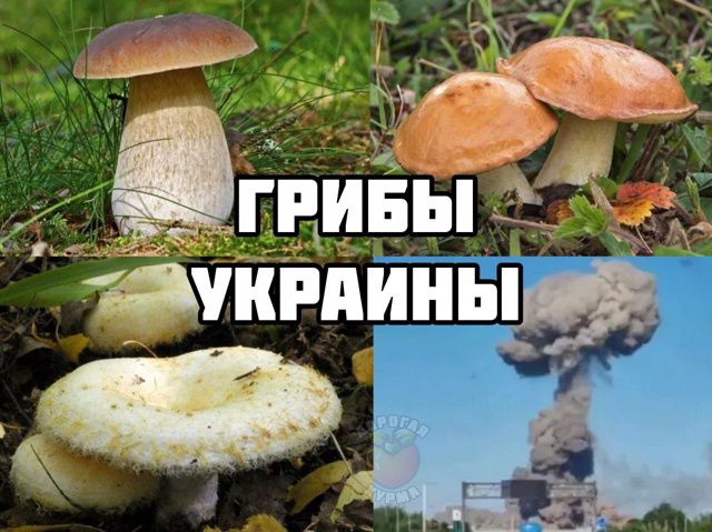 ГРИБЫ УКРАИНЫ