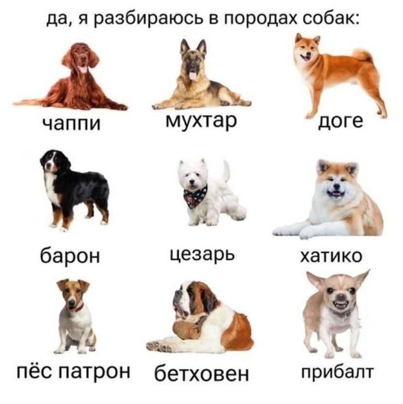 да, я разбираюсь в породах собак:
чаппи
мухтар
doge
барон
цезарь
хатику
пёс патрон
бетховен
прибалт