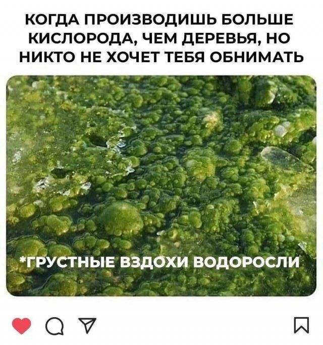 КОДА ПРОИЗВОДИШЬ БОЛЬШЕ КИСЛОРОДА, ЧЕМ ДЕРЕВЬЯ, НО НИКТО НЕ ХОЧЕТ ТЕБЯ ОБНИМАТЬ
*Грустные вздохи водоросли