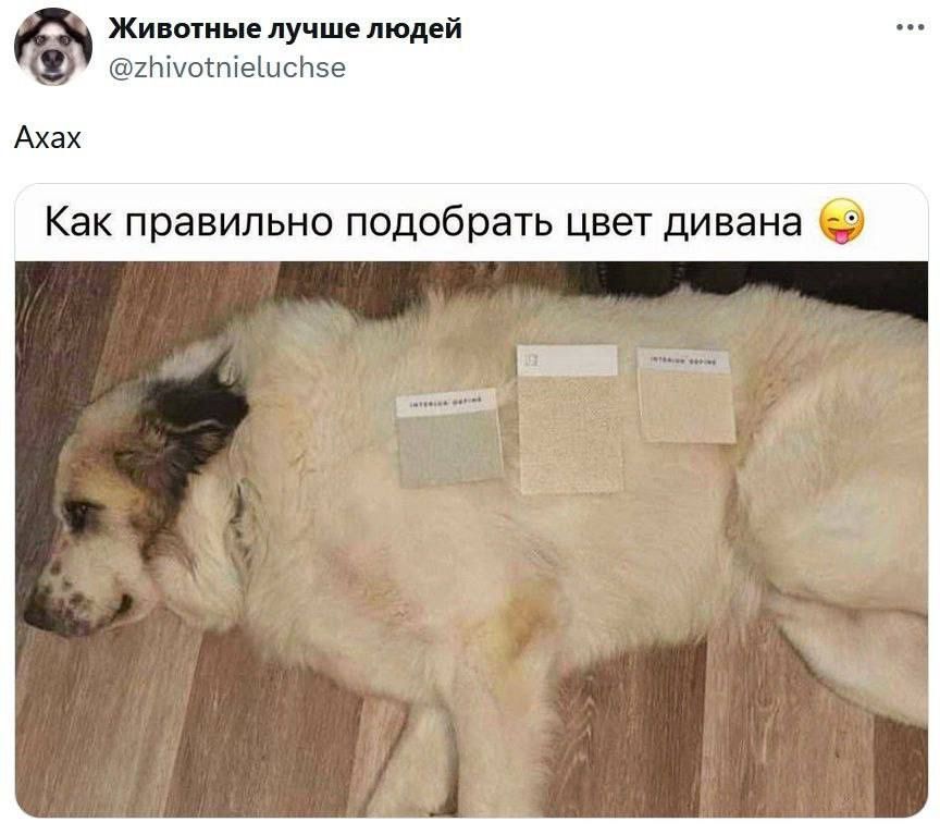 Ахах
Как правильно подобрать цвет дивана 😜