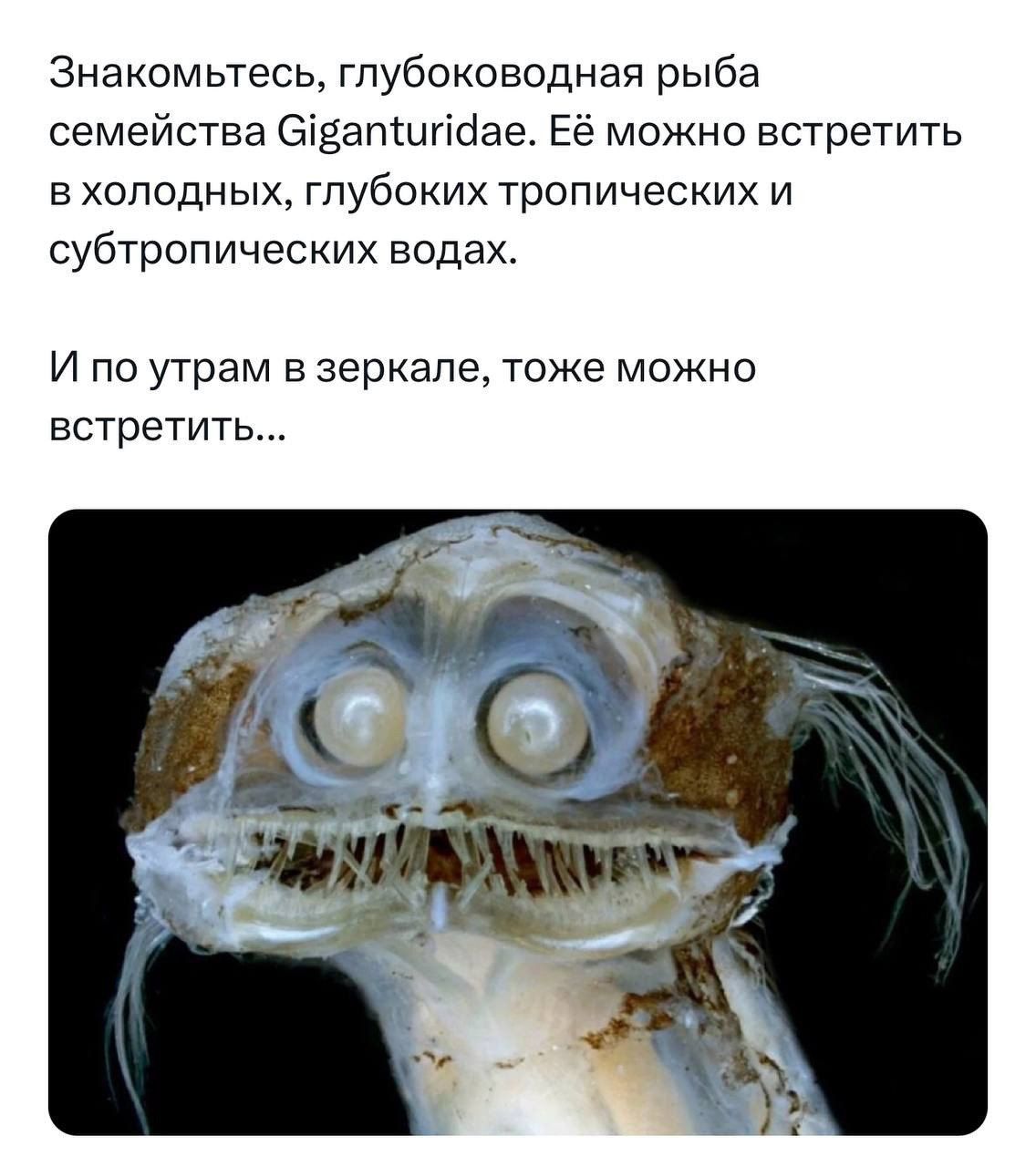 Знакомьтесь, глубоководная рыба семейства Giganturidae. Её можно встретить в холодных, глубоких тропических и субтропических водах.

И по утрам в зеркале, тоже можно встретить...