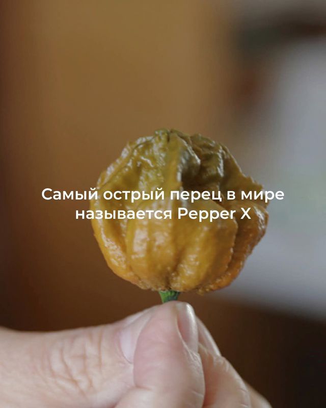 Самый острый перец в мире называется Pepper X