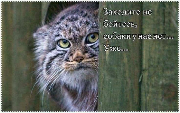 Заходите не бойтесь, собаки у нас нет... Уже...
