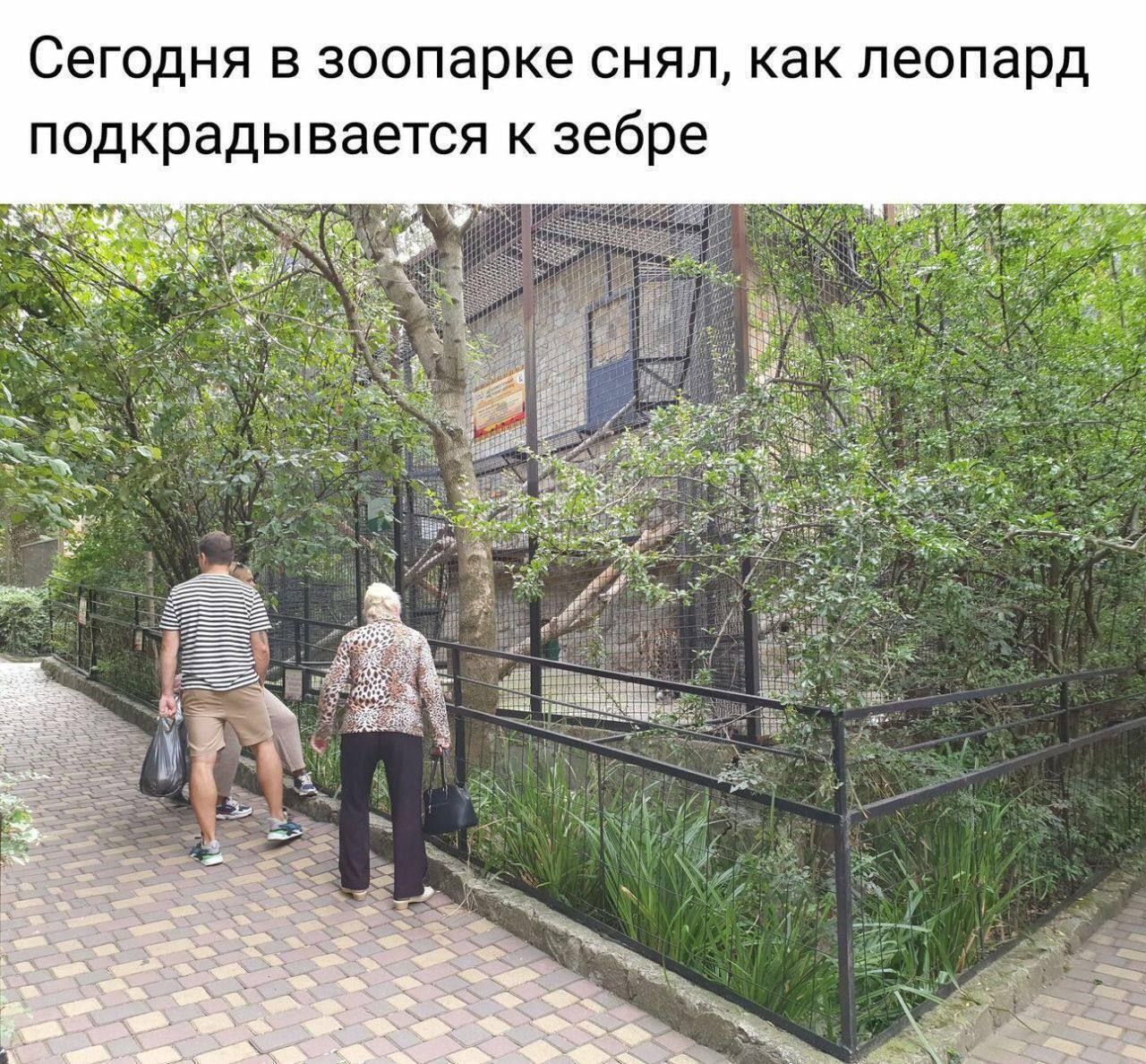 Сегодня в зоопарке снял, как леопард подкрадывается к зебре