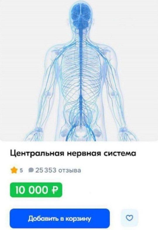 Центральная нервная система
10 000 ₽
Добавить в корзину