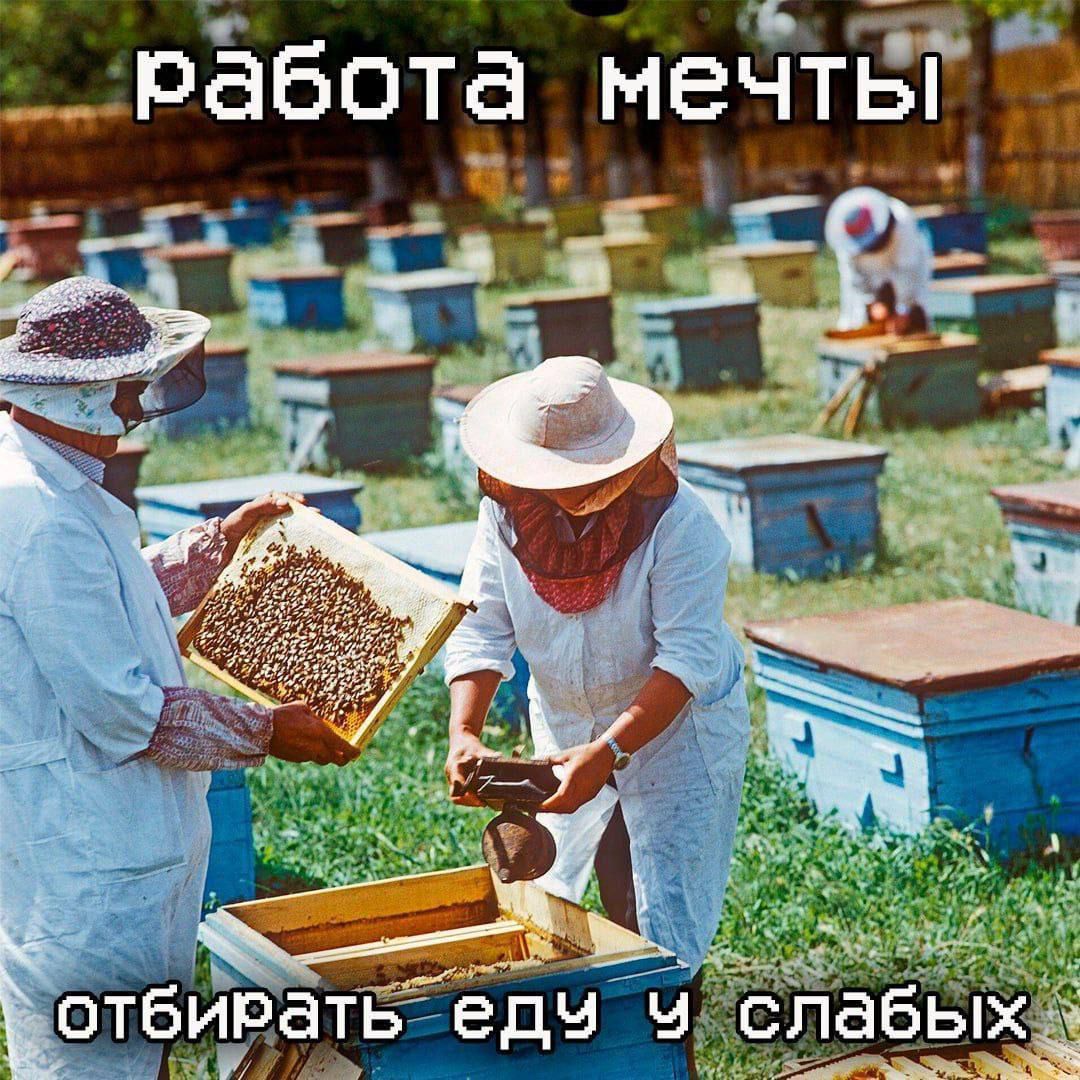 работа мечты
отбирать еду у слабых
