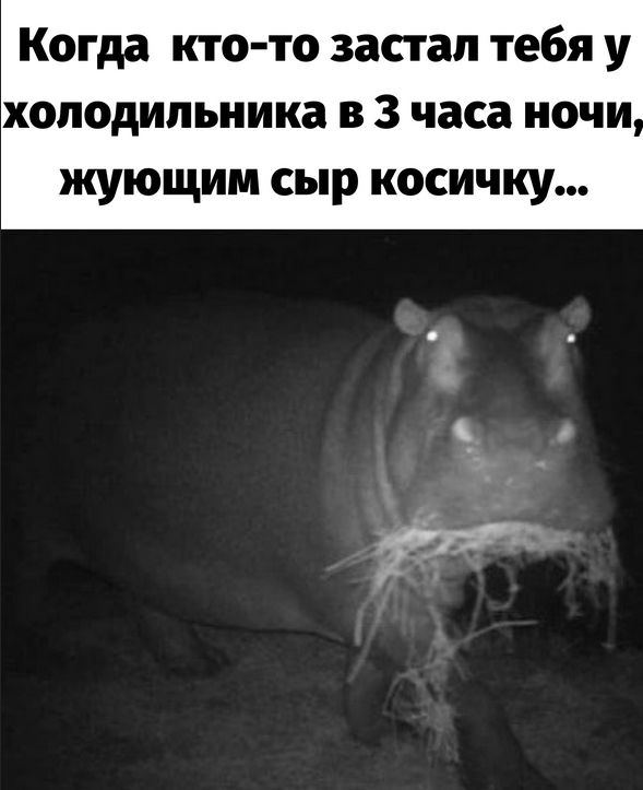 Когда кто-то застал тебя у холодильника в 3 часа ночи, жующее сыр косичку...
