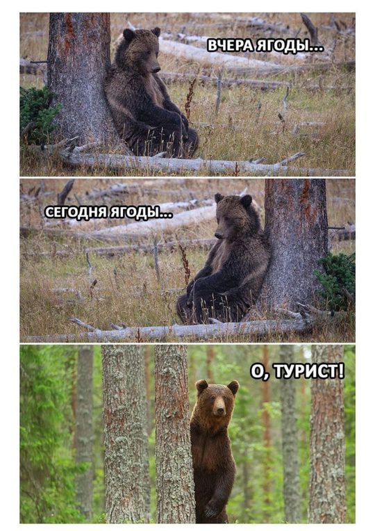 ВЧЕРА ЯГОДЫ... СЕГОДНЯ ЯГОДЫ... О, ТУРИСТ!