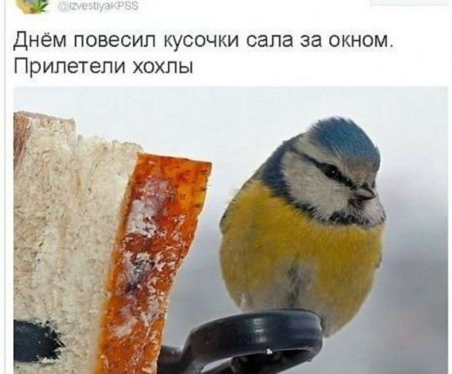 Днём повесил кусочки сала за окном. Прилетели хохлы
