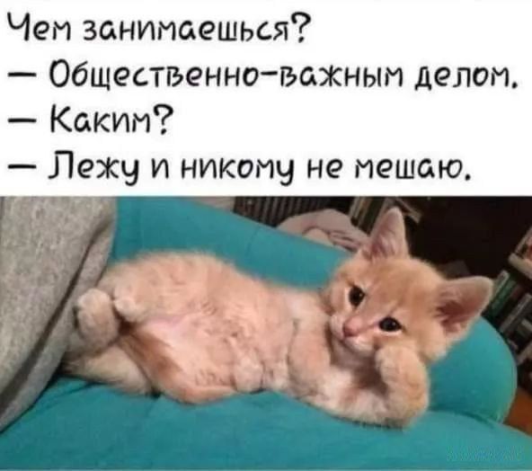 Чем занимаешься? - Общественно-важным делом. - Каким? - Лежу и никому не мешаю.