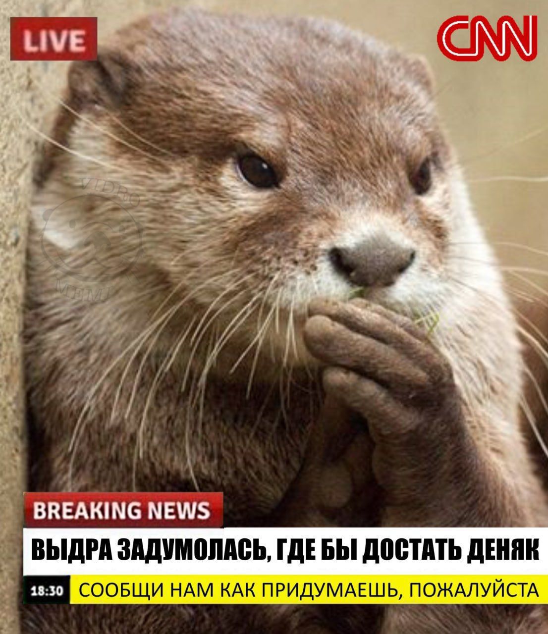 Выдра задумалась, где бы достать денег
Сообщи нам как придумаешь, пожалуйста