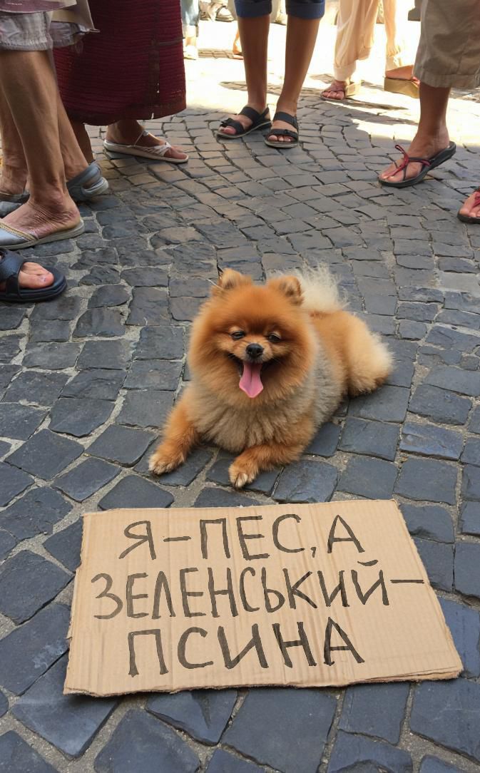 Я - ПЕС, А ЗЕЛЕНСКИЙ - ПСИНА