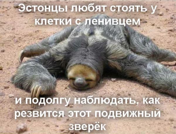 Эстонцы любят стоять у клетки с ленивцем и подолгу наблюдать, как резвится этот подвижный зверёк