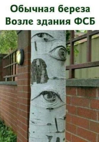 Обычная береза
Возле здания ФСБ