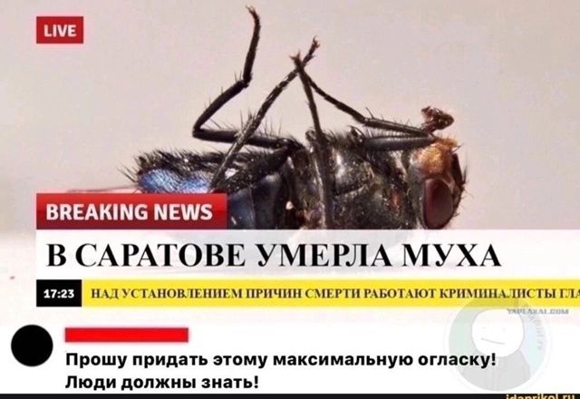 В САРАТОВЕ УМЕРЛА МУХА
НАД УСТАНОВЛЕНИЕМ ПРИЧИН СМЕРТИ РАБОТАЮТ КРИМИНАЛИСТЫ Г.Л.

ПРОШУ ПРИДАТЬ ЭТОМУ МАКСИМАЛЬНУЮ ОГЛАСКУ! ЛЮДИ ДОЛЖНЫ ЗНАТЬ!