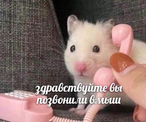 здравствуйте вы позвонили в мыши