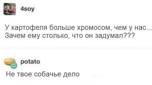У картофеля больше хромосом, чем у нас... Зачем ему столько, что он задумал??? Не твое собачье дело