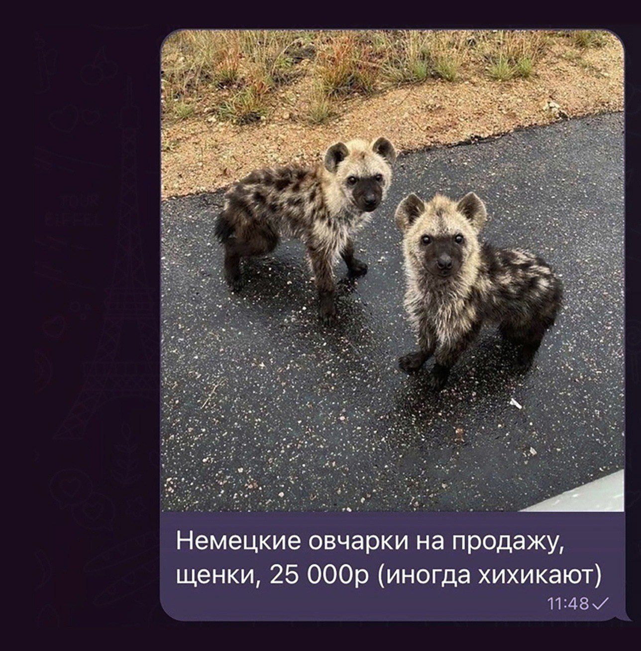 Немецкие овчарки на продажу, щенки, 25 000р (иногда хихикают)