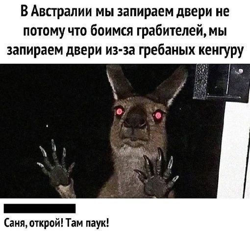 В Австралии мы запираем двери не потому что боимся грабителей, мы запираем двери из-за гренбаных кенгуру
Саня, открой! Там паук!
