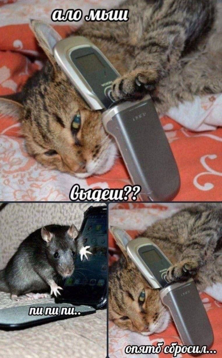 алло мыши
выйдешь??
пи пи пи..
опять сбросил...
