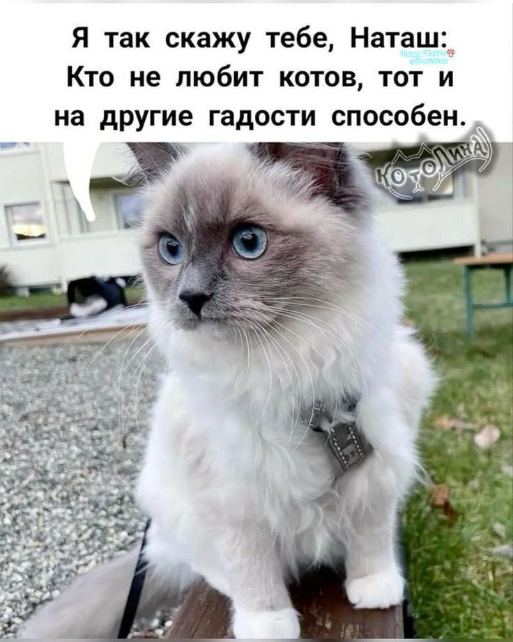 Я так скажу тебе, Наташ: Кто не любит котов, тот и на другие радости способен.