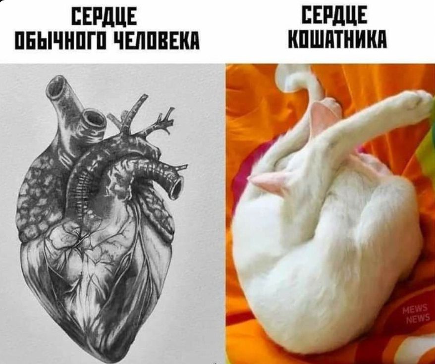 СЕРДЦЕ ОБЫЧНОГО ЧЕЛОВЕКА
СЕРДЦЕ КОШАТНИКА