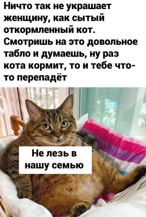 Ничто так не украшает женщину, как сытный откормленный кот.
Смотришь на это довольное табло и думаешь, ну раз кота кормит, то и тебе что-то перепадёт.
Не лезь в нашу семью.