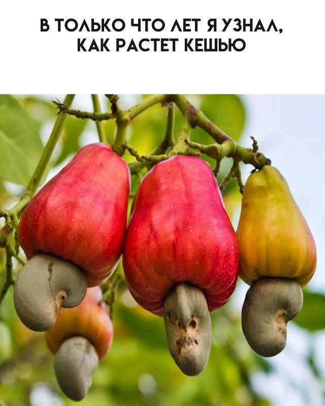 В только что лет я узнал, как растет кешью