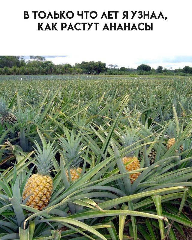 В только что лет я узнал, как растут ананасы
