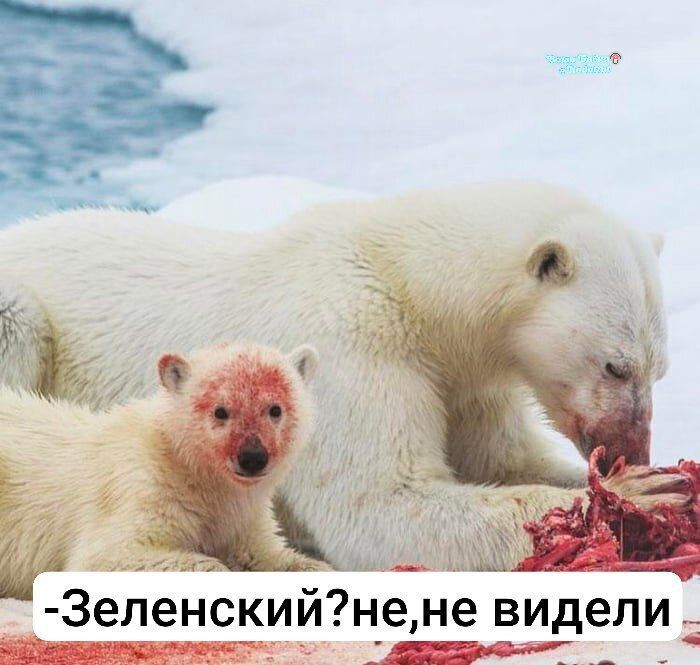-Зеленский? не, не видели