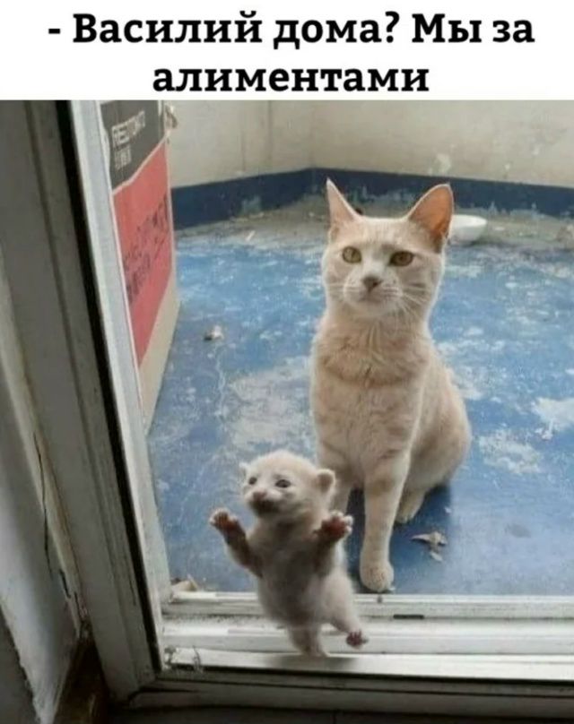 Василий дома? Мы за алиментами