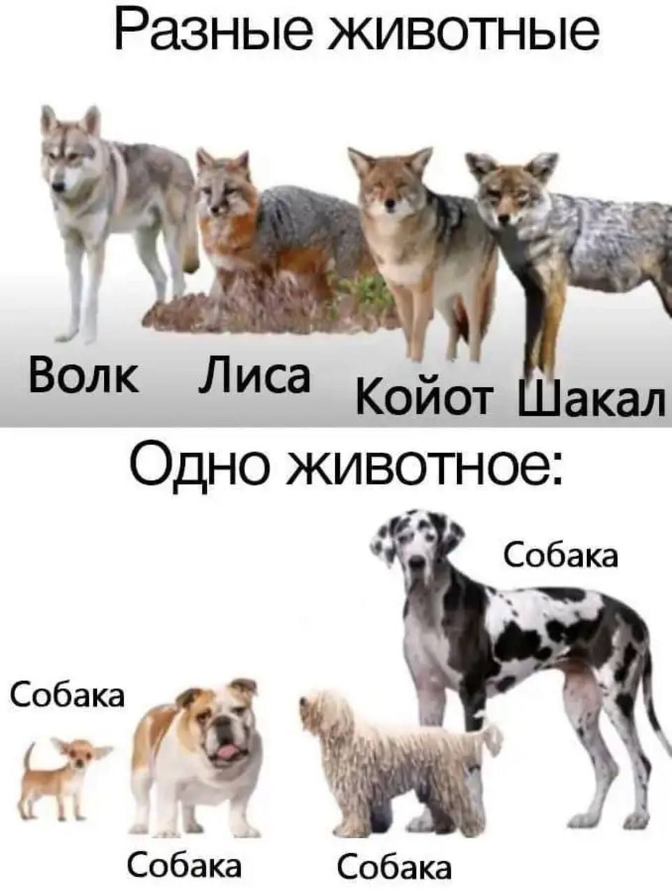 Разные животные
Волк Лиса Койот Шакал
Одно животное:
Собака
Собака
Собака
Собака