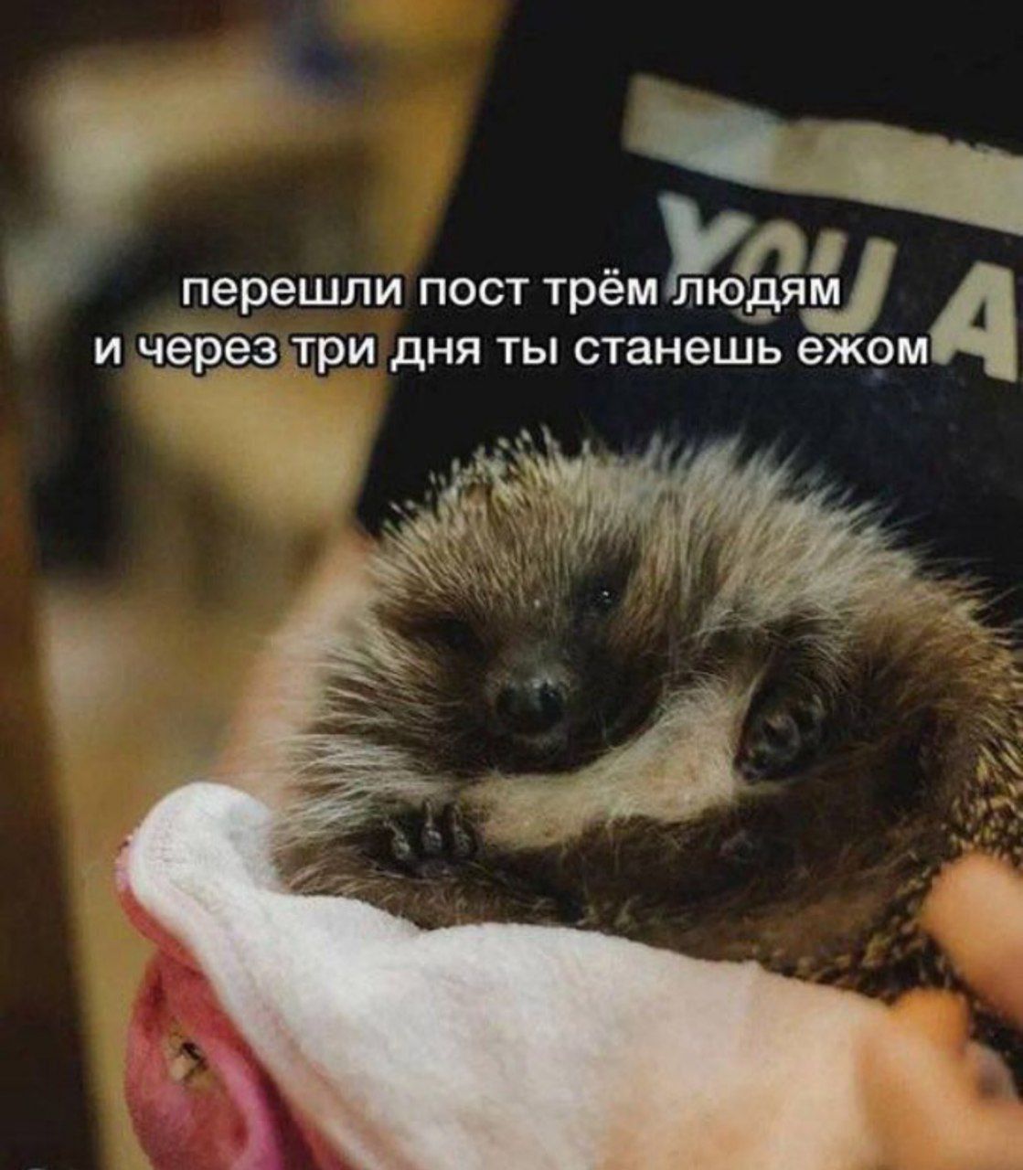 перешли пост трёх людям и через три дня ты станешь ёжом