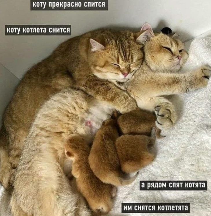 Коту прекрасно спится. Коту котлета снится. А рядом спят котята. Им снятся котлетята.