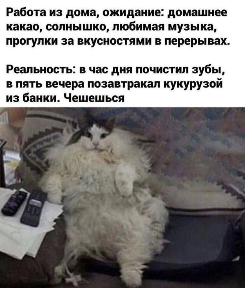 Работа из дома, ожидание: домашнее какол, солнышко, любимая музыка, прогулки за вкусностями в перерывах.

Реальность: в час дня почистил зубы, в пять вечера позавтракал кукурузой из банки. Чешешься.