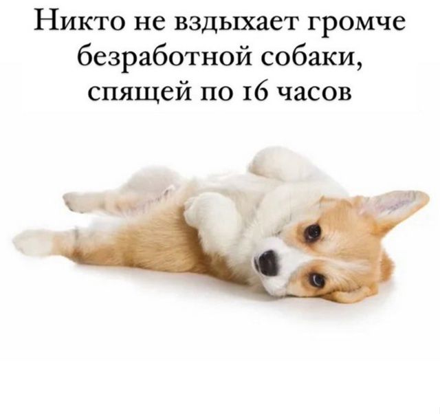 Никто не вздыхает громче безработной собаки, спящей по 16 часов