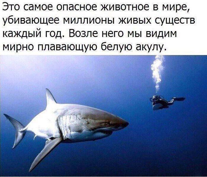 Это самое опасное животное в мире, убивающее миллионы живых существ каждый год. Возле него мы видим мирно плавающую белую акулу.