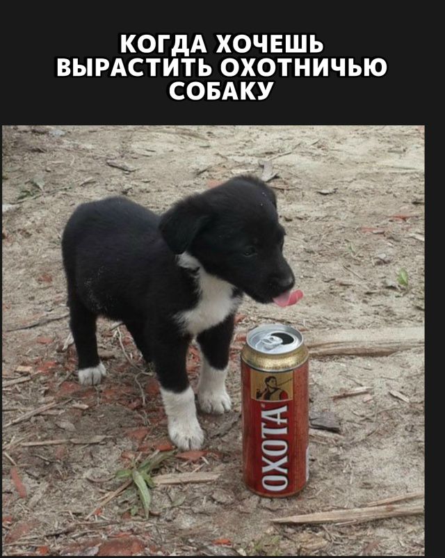 КОЛДА ХОЧЕШЬ ВЫРАСТИТЬ ОХОТНИЧЬЮ СОБАКУ