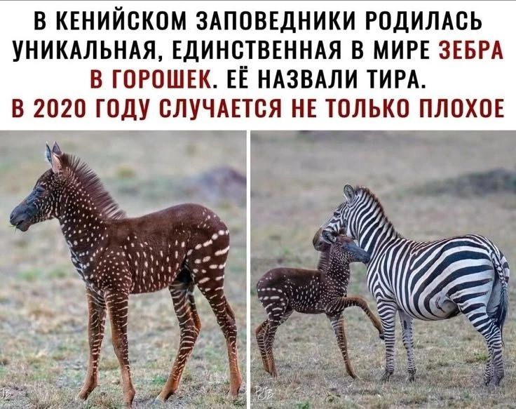 В кенийском заповеднике родилась уникальная, единственная в мире зебра в горошек. Её назвали Тира. В 2020 году случается не только плохое.