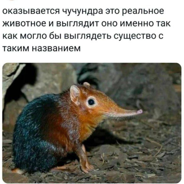 оказывается чучундра это реальное животное и выглядит оно именно так как могло бы выглядеть существо с таким названием