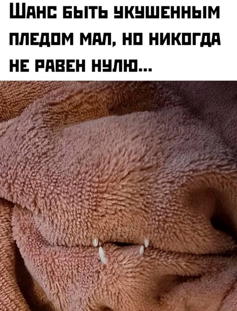 Шанс быть укушенным пледом мал, но никогда не равен нулю...