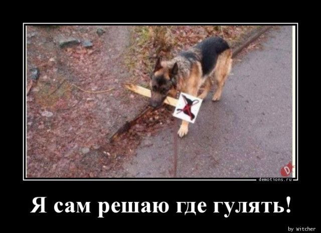 Я сам решаю где гулять!