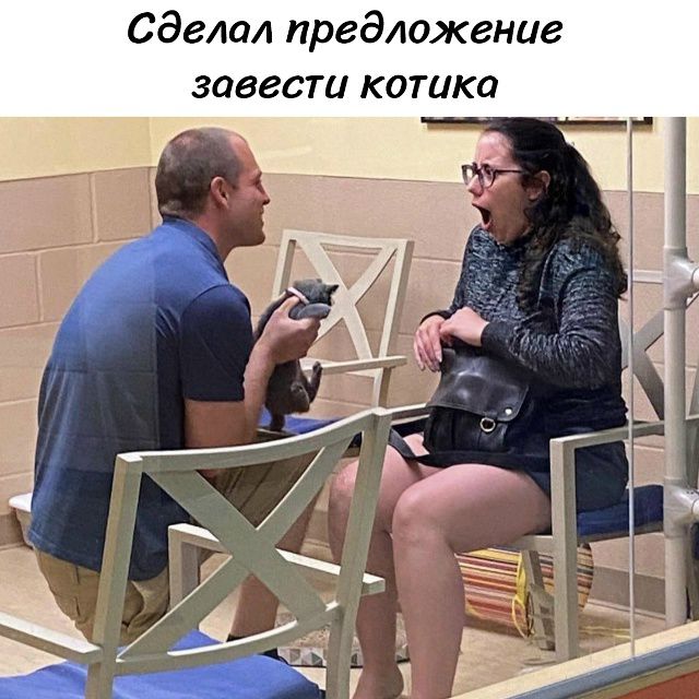 Сделал предложение завести котика