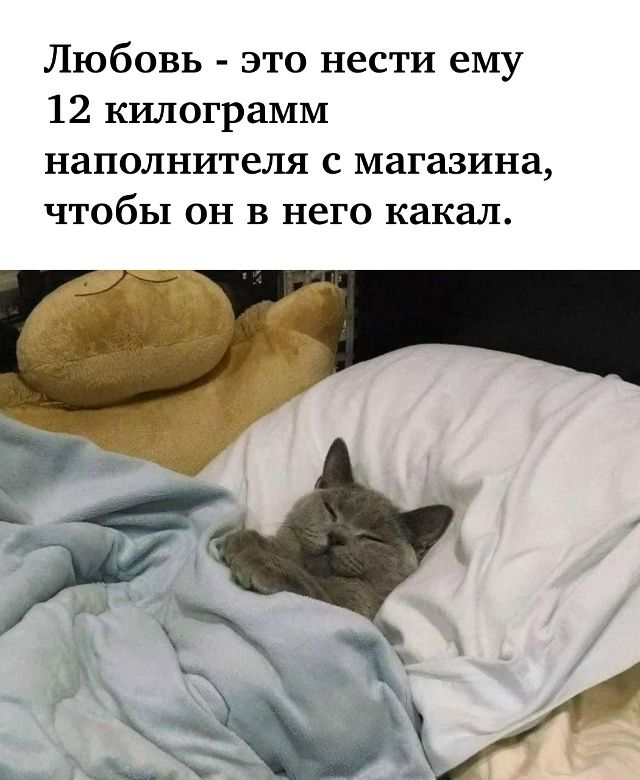 Любовь - это нести ему 12 килограмм наполнителя с магазина, чтобы он в него какал.