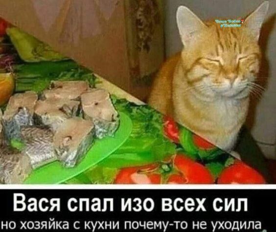 Вася спал изо всех сил, но хозяйка с кухни почему-то не уходила.
