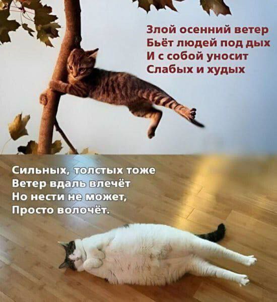 Злой осенний ветер
Бьёт людей под дых
И с собой уносит
Слабых и худых

Сильных, толстых тоже
Ветер вдаль влечёт
Но нести не может,
Просто волочёт.