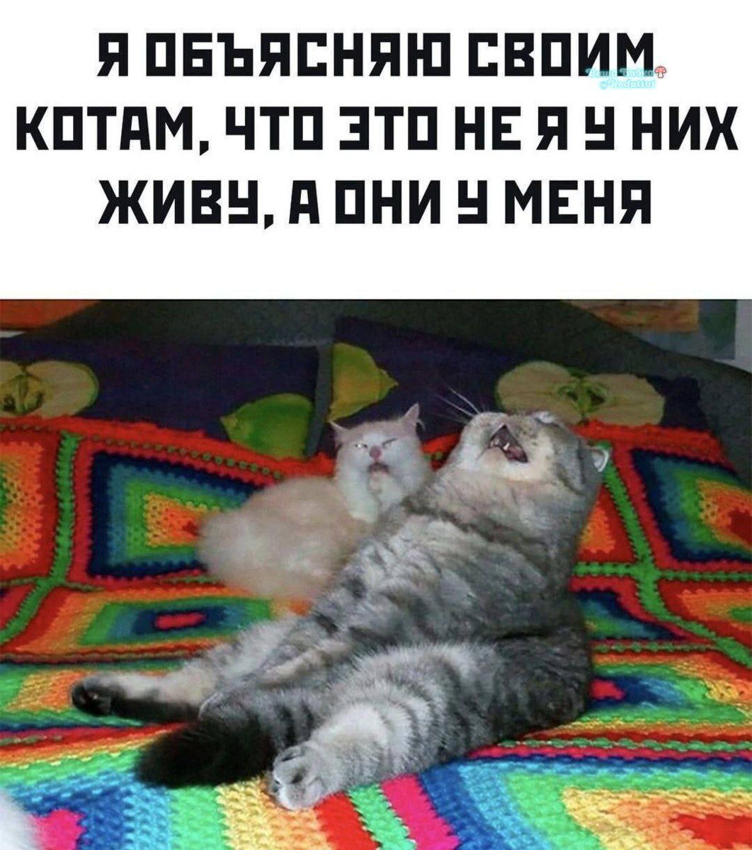 Я объясняю своим котам, что это не я у них живу, а они у меня